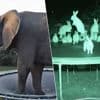 Springen deze konijnen echt op een trampoline? Met deze tips trap je nooit meer in de AI-val