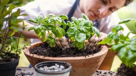 Gardeners claim basil grows 'massively' when leftover item is buried in soil