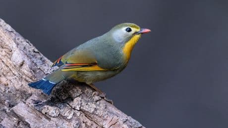 France: un procès s'ouvre après le démantèlement d'un vaste trafic d'oiseaux sauvages