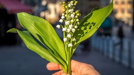 Prix, qualité, dans la rue ou chez un fleuriste: comment choisir son muguet?