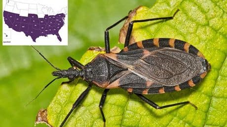 Experts say deadly 'kissing bug' infestations from Latin America now ENDEMIC in at least 32 states