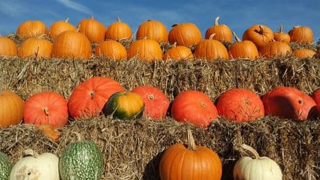 Braunschweig: Kürbissaison startet – Herbstzauber im September