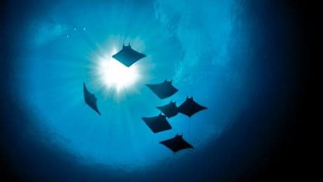 L’océan s’assombrit et c’est toute la vie aquatique qui pourrait en pâtir