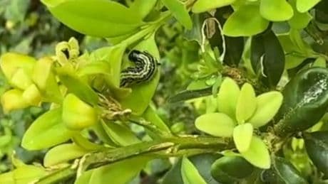Jardins à la française: la pyrale du buis, le fléau des jardiniers