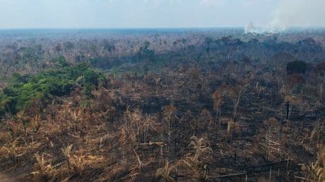 Déforestation : la justice brésilienne limite l’expansion du soja en Amazonie