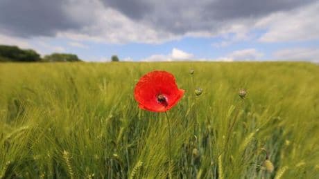 Frühlingswetter: Trockenes und sonniges Frühjahr in Thüringen