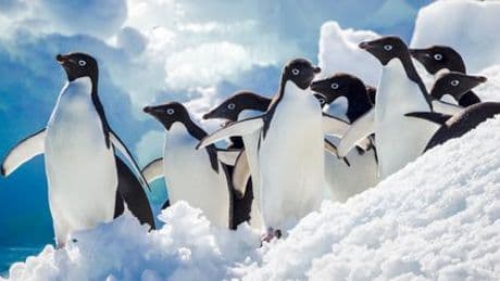 Klimawandel: Pinguin-Kot bremst offenbar Erwärmung der Antarktis