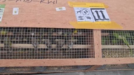 1,600 exotic birds seized at airport in huge customs crackdown