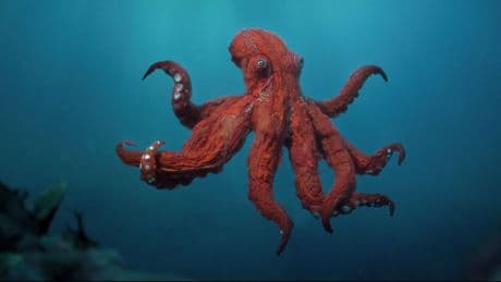 Deze natuurdocumentaire over de octopus is geschikt voor 13 jaar en ouder