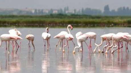 Flamingos fressen sich durch italienische Reisfelder