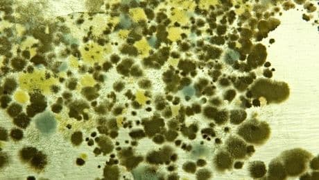 Killer fungus could soon ravage Europe infecting millions as world at tipping point