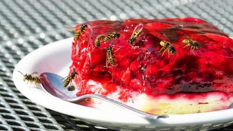 Genialer Wespen-Trick: So vertreiben Sie die Insekten mit einer Sprühflasche