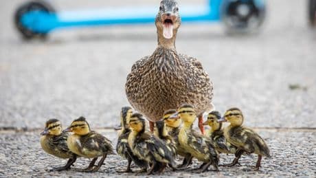 Tierisch kurios: Küken on Tour: Wie man Entenfamilien sicher hilft