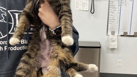 Edmonton cat born with 6 legs recovering after surgery