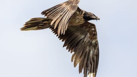 Artenschutz: Ein Riesenvogel auf gefährlicher Deutschlandreise