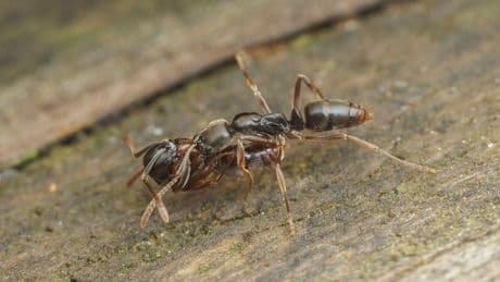 Invasive insect poses health threat in 19 states, expert warns