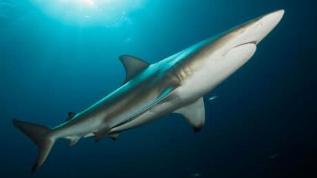Shark Skeletons Aren’t Bones. They’re Blueprints.