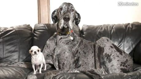 Así ha sido el curioso encuentro entre el perro más grande del mundo y el más pequeño