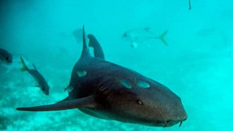 Why A Shark’s Pancreas Could Rewrite Immunology
