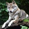 « Entre chien et loup » : d’où vient cette expression ?