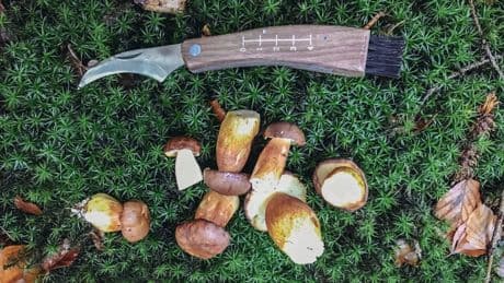 Pilze sammeln im Südwesten - wo es jetzt möglich ist