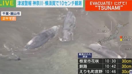 Whales eerily become beached hours before earthquake – do they predict them?