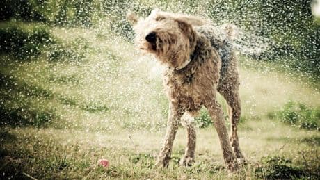 Productos por menos de 30 euros con los que refrescar a tu perro en plena ola de calor
