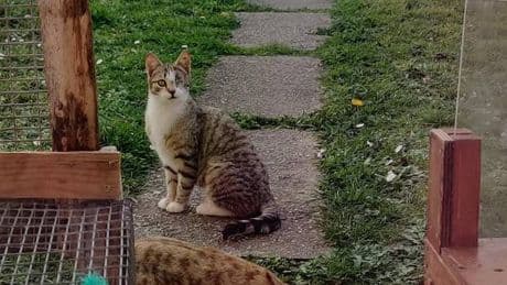 Stériliser les chats errants, une bataille déséquilibrée : « On voit bien que l’ampleur de la tâche est énorme »