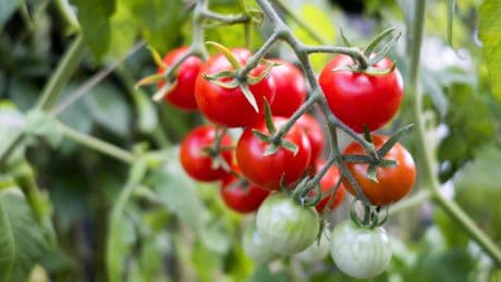 Grüne Rivalen: Diese 10 Pflanzen sollten Sie nicht neben Tomaten setzen