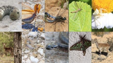 Viaje fotográfico por la fauna ibérica