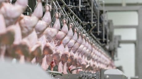 Suriye, Türkiye'den dondurulmuş tavuk alımını yasakladı