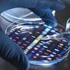 Scientists warn of 'catastrophic' risks as labs 'play God' with human DNA
