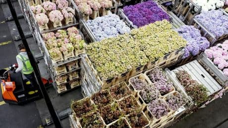 Moederdagverkoop bloemen ongehinderd door milieukritiek