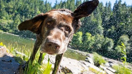 Labrador-Retriever: So steht es um den Jagdinstinkt
