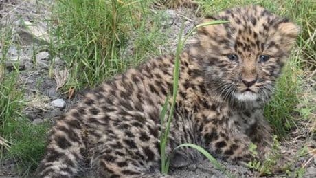 Pyrénées-Orientales: une panthère de l'amour, espèce en voie de disparition, meurt en donnant naissance à un bébé