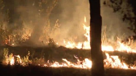 Un incendio calcina un pasto muy cerca del Zoo de Madrid: las llamas quedaron a pocos metros de los animales