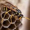 Chaos erupts after radioactive wasps go missing from former US nuclear bomb factory