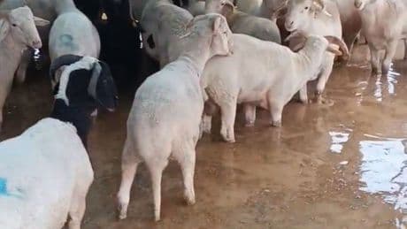 Torbalı'da yağışın ardından kurban pazarını su bastı
