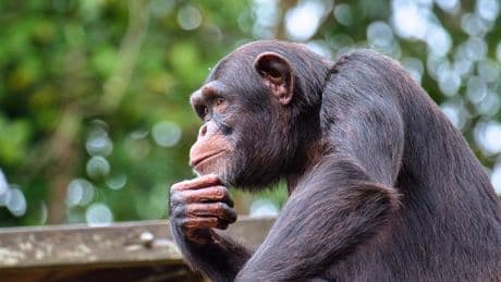 Los chimpancés se contagian de los bostezos de los androides