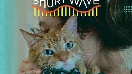 The DNA secret behind orange cats