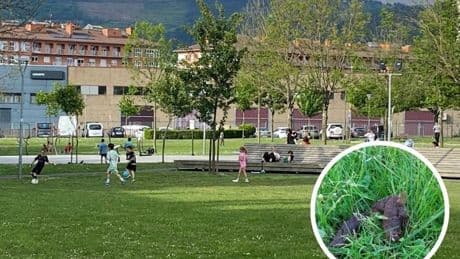 «Los niños no tendrían que jugar cerca de los excrementos de perros»