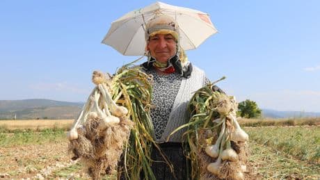 Sarımsak işçilerinin yevmiyesi belli oldu