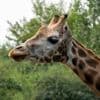 Zwangere giraf Juul onverwacht gestorven in Pairi Daiza: “Groot verdriet”