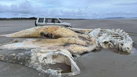 Extraordinarily large creature the size of four cars washes up on Wales beach