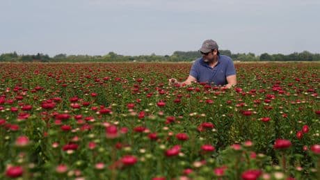 Victorian-era floral favourites Asters make comeback at UK supermarket