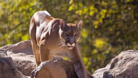 Blamabler Puma-Alarm: Kätzchen verunsichert Sachsen-Anhalt