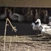 Grippe aviaire : le risque de propagation croissant pour l’homme, selon un rapport