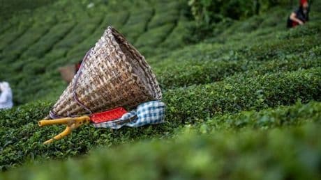 Rize’nin çay ihracatı yüzde 40 arttı: 8,6 milyon dolarlık dış satım