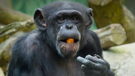 Weil es von der Mutter verstoßen wurde - Zoo tötet Schimpansen-Baby
