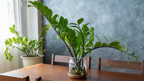 Estas son las tres plantas que no necesitan tierra para vivir